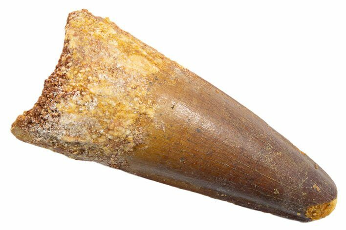 Fossil Spinosaurus Tooth - Feeding Worn Tip #345566